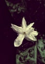 A capture of Jasmine flower on a rainy day