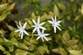 Beautiful jasmine plant with flowers and stems.White Jasmine Flower isolated with blur background Royalty Free Stock Photo