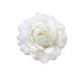 Beautiful jasmine white flower isolated on white background. Royalty Free Stock Photo