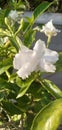 beautiful jasminum rex flowers that belonged to my mother