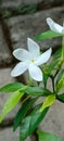 The beautiful jasminum sambac flowers in the garden