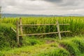 Beautiful Jatiluwih Rice Terraces against the background of famous volcanoes in Bali, Indonesia Royalty Free Stock Photo