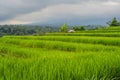 Beautiful Jatiluwih Rice Terraces against the background of famous volcanoes in Bali, Indonesia Royalty Free Stock Photo