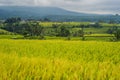 Beautiful Jatiluwih Rice Terraces against the background of famous volcanoes in Bali, Indonesia Royalty Free Stock Photo