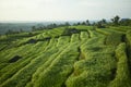 The beautiful Jatiluwih rice terraces in Bali, Indonesia Royalty Free Stock Photo