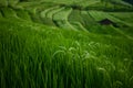 The beautiful Jatiluwih rice terraces in Bali, Indonesia Royalty Free Stock Photo