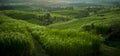 The beautiful Jatiluwih rice terraces in Bali, Indonesia Royalty Free Stock Photo