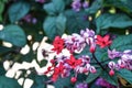 Java glory bean, red bleeding heart vine, glory bowers with blurred background. Royalty Free Stock Photo