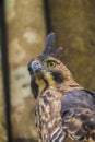 Beautiful Javanese Eagle  location Ujung Kulon Indonesia Royalty Free Stock Photo