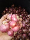 Beautiful Javanese red onion