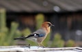 Beautiful jay bird