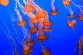 Beautiful jelly-fish moving and dancing slowly in aquarium. Blue background