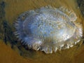 Beautiful jelly fish on sea sand under daylight.