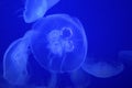 Beautiful Jelly Fish Royalty Free Stock Photo