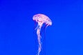 Beautiful Jelly fishes in the aquarium with blue b Royalty Free Stock Photo