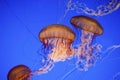 Beautiful Jelly fishes with blue background Royalty Free Stock Photo