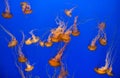 Beautiful jelly fishes Royalty Free Stock Photo