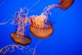 Beautiful jelly fishes Royalty Free Stock Photo