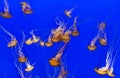 Beautiful jelly fishes Royalty Free Stock Photo