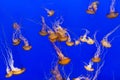 Beautiful jelly fishes Royalty Free Stock Photo