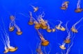 Beautiful jelly fishes Royalty Free Stock Photo