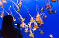 Beautiful jelly fishes