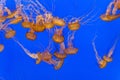 Beautiful Jelly fishes in the sea Royalty Free Stock Photo