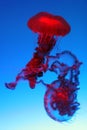 Beautiful red jellyfish Royalty Free Stock Photo