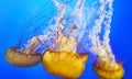 Beautiful jellyfish in aquarium, fantastic light