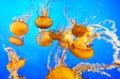 Beautiful jellyfish in aquarium, fantastic light
