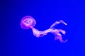 Beautiful jellyfish at aquarium, illuminated in pink color. Wallpaper, blue background. Chrysaora pacifica Royalty Free Stock Photo