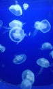 Slow dancing jellyfish in blue aquarium