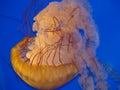 Beautiful Jellyfish In Bright Blue Water Royalty Free Stock Photo