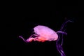 Beautiful jellyfish close up Royalty Free Stock Photo