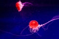 Beautiful jellyfish close up Royalty Free Stock Photo