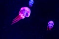 Beautiful jellyfish close up Royalty Free Stock Photo