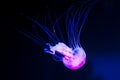 Beautiful jellyfish close up Royalty Free Stock Photo