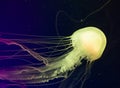 Beautiful jellyfish close up, atlantic sea nettle