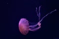 Beautiful jellyfish close up Royalty Free Stock Photo
