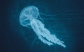 Beautiful jellyfish in dark water. Cute blue jellyfish on black background Royalty Free Stock Photo