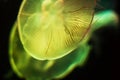 Beautiful Jellyfish drifting at the sea life Aquarium