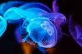 Beautiful Jellyfish drifting at the sea life Aquarium