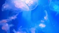 Beautiful jellyfish float in blue water