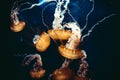 Beautiful jellyfish floating in the depths of the sea Royalty Free Stock Photo