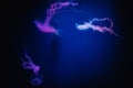 Beautiful jellyfish medusa in the neon light. Abstract background
