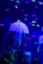 Beautiful jellyfish, medusa in the neon light with the fishes. Aquarium with blue jellyfish and lots of fish. Making an aquarium Royalty Free Stock Photo