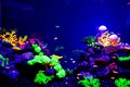 Beautiful jellyfish, medusa in the neon light with the fishes. Aquarium with blue jellyfish and lots of fish. Making an aquarium