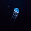 Beautiful jellyfish, medusa in the neon light with the fishes. Aquarium with blue jellyfish and lots of fish. Making an aquarium