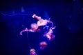 Beautiful jellyfish, medusa in the neon light with the fishes. Aquarium with blue jellyfish and lots of fish. Making an aquarium Royalty Free Stock Photo