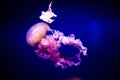 Beautiful jellyfish, medusa in the neon light with the fishes. Aquarium with blue jellyfish and lots of fish. Making an aquarium Royalty Free Stock Photo